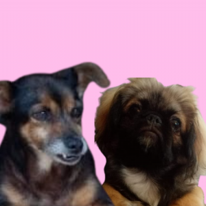seisercachorro