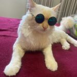 gatoleo